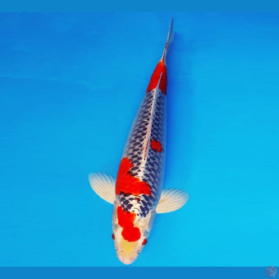 HATORI HANZO 7 ~ GOSHIKI 45 cm/male ™