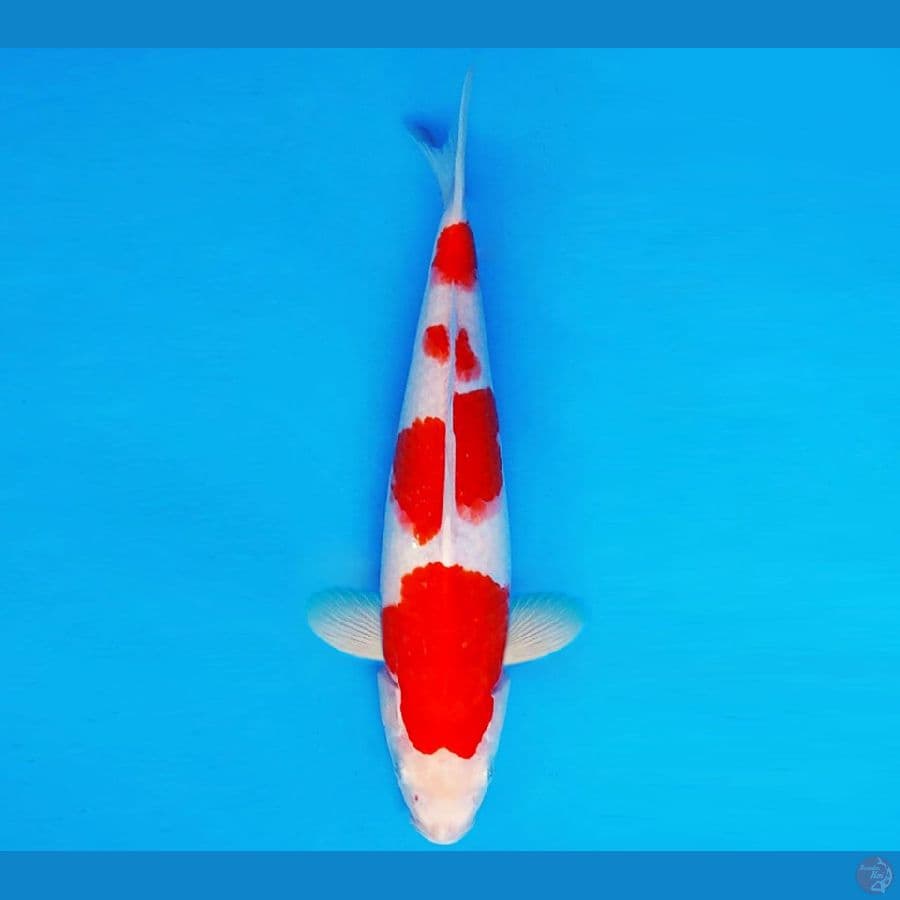 HATORI HANZO 8 ~ KOHAKU 32 cm/fm ™
