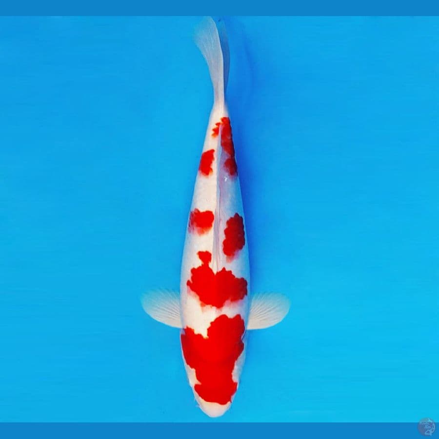 HATORI HANZO 9 ~ KOHAKU 37 cm/male ™