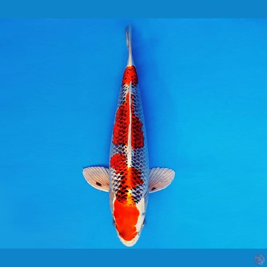 HATORI HANZO 11 ~ KUJAKU 35 cm/fm ™