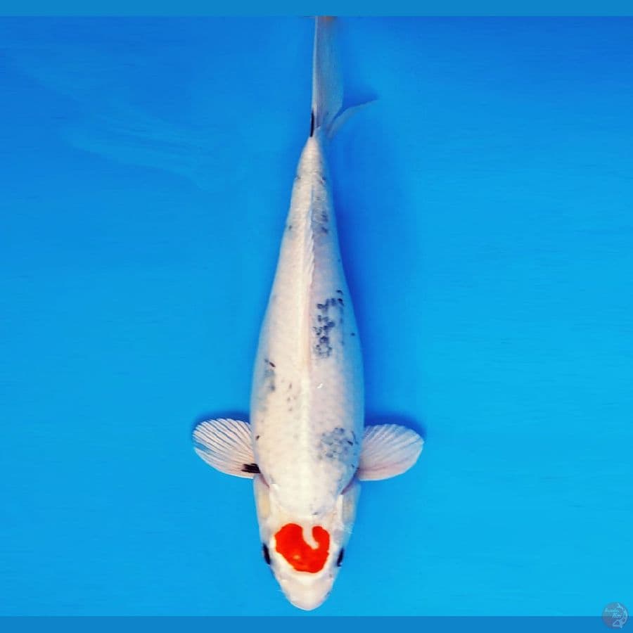 HANTORI HANZO 14 ~ TANCHO SHOWA HIKARI 44 cm/fm ™
