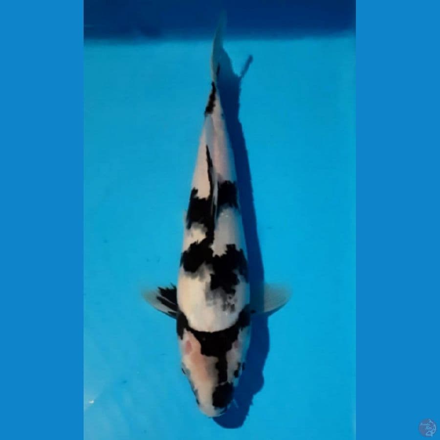 super tategoi 27 cm