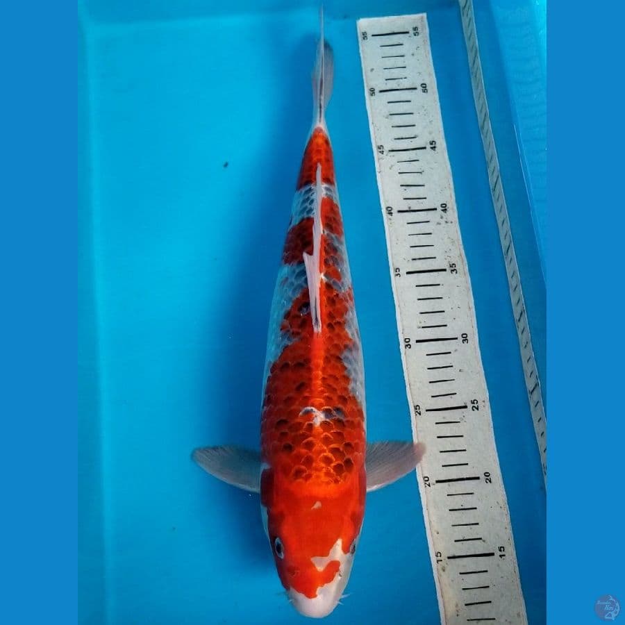 GOSHIKI 43 CM MALE