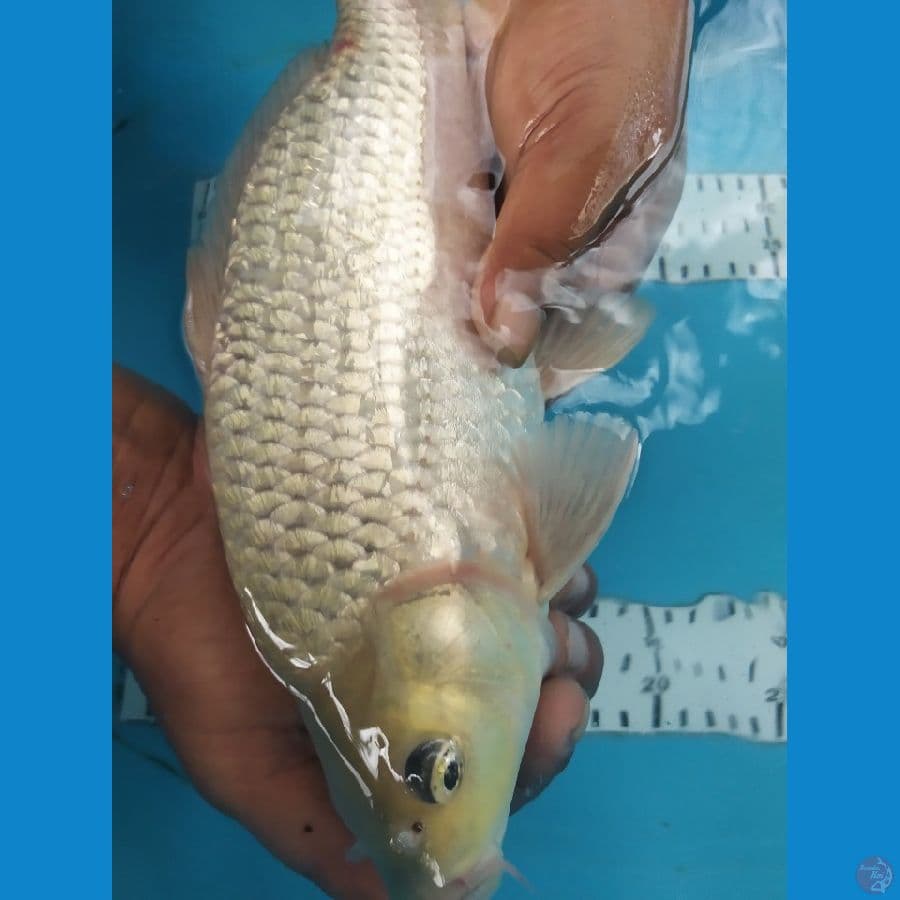 soragoi berpunuk