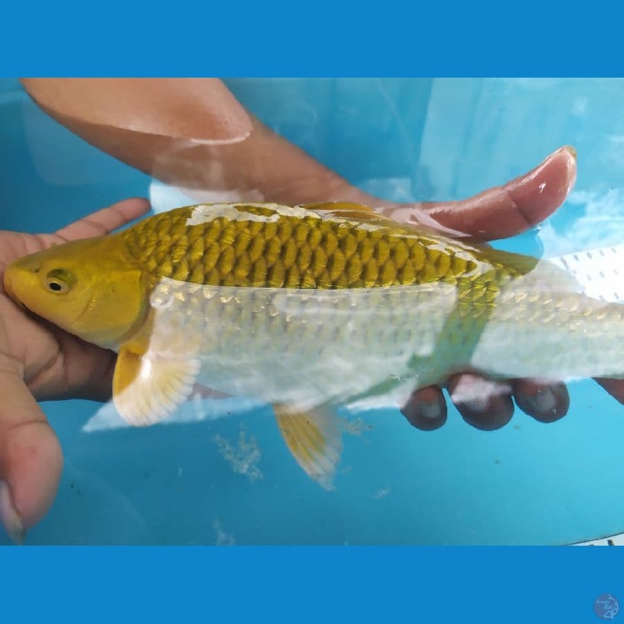 m8dori berpunuk