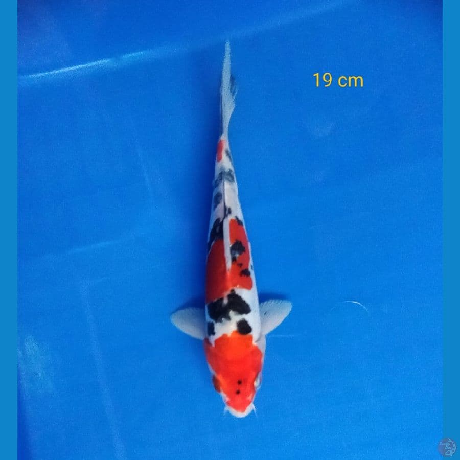 doitsu 19 cm