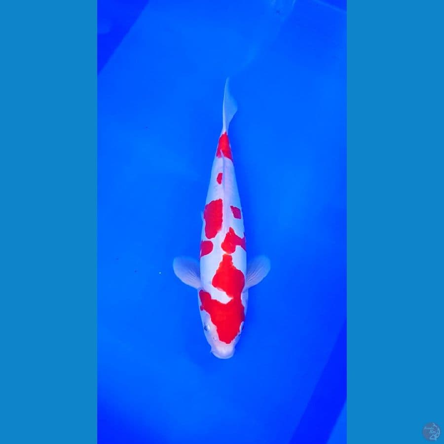 DOITSU KOHAKU 28 CM KUALITAS BAGUS