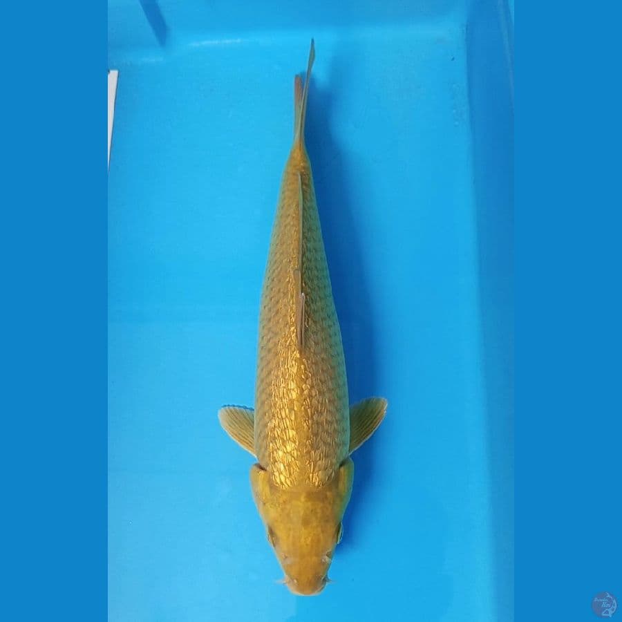 midori Ginrin - 32cm