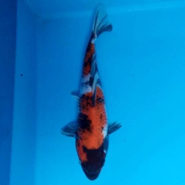 Showa