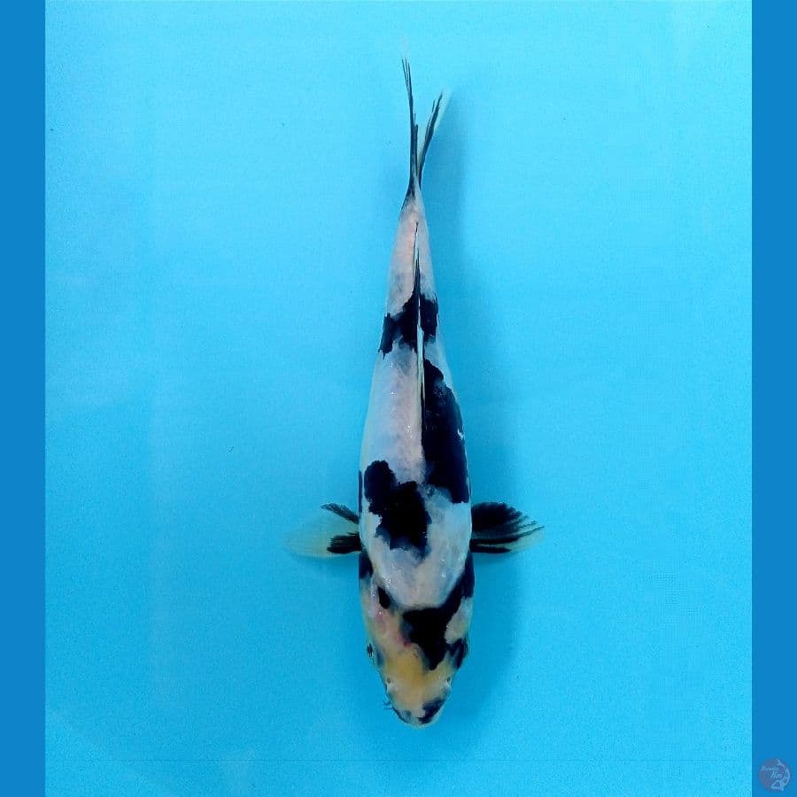 shiro doit 15cm