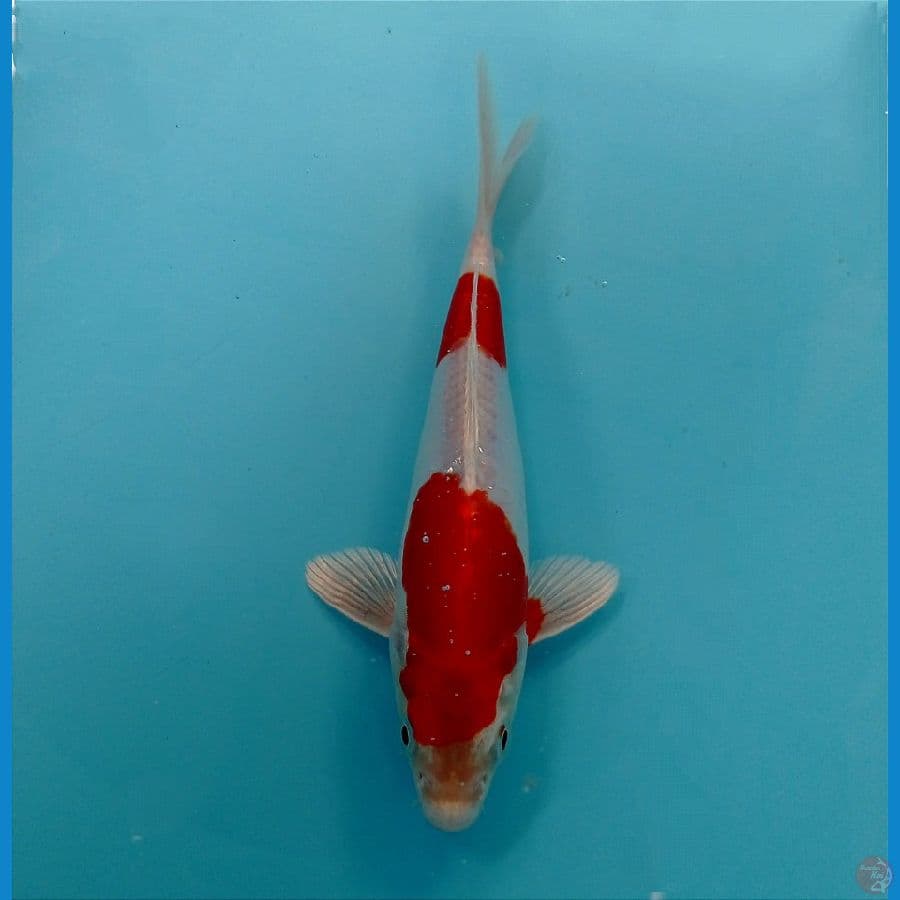 kikhusui 16 cm
