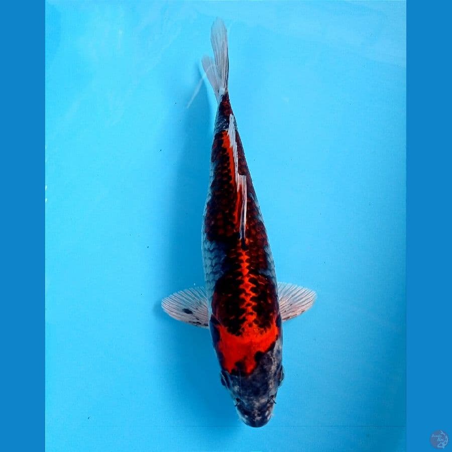 beni ginga 24 cm