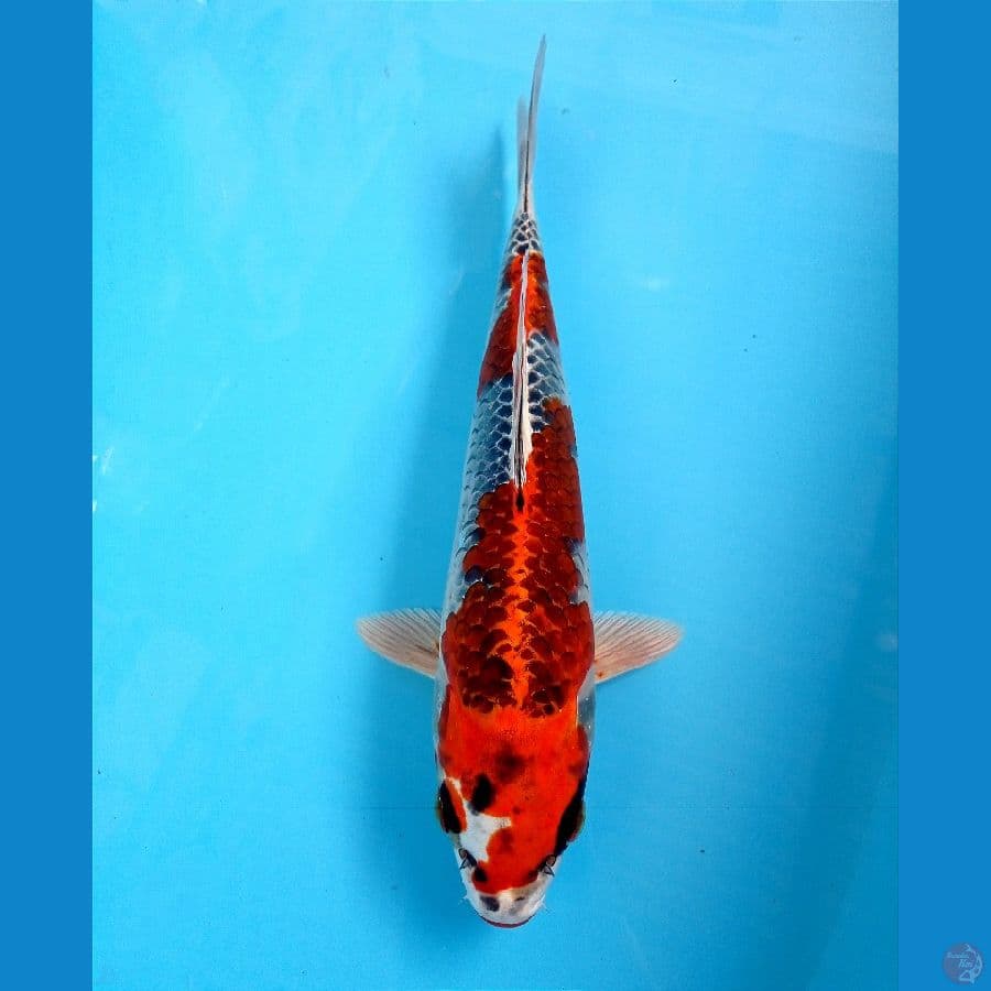 beni ginga 28 cm