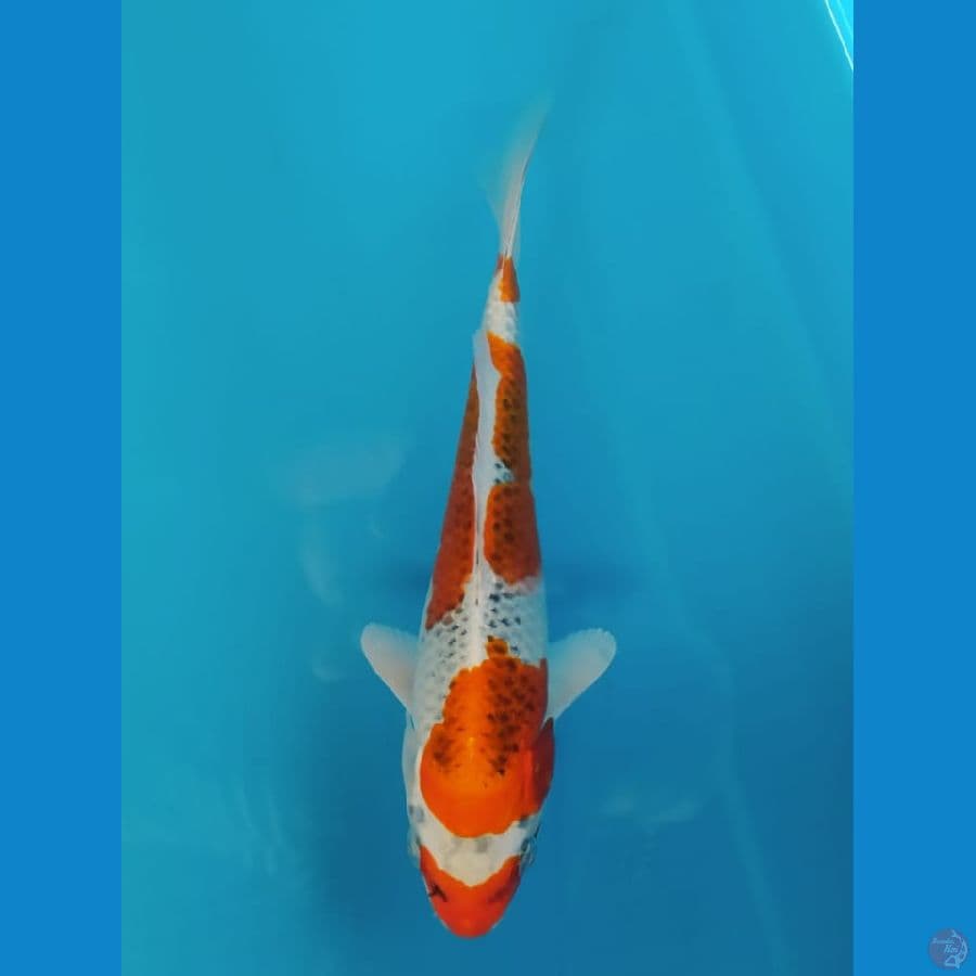 Kujaku size 18 cm