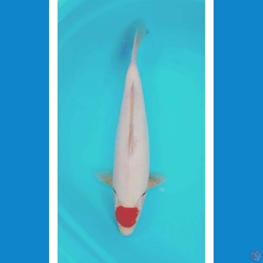 tancho 43cm male