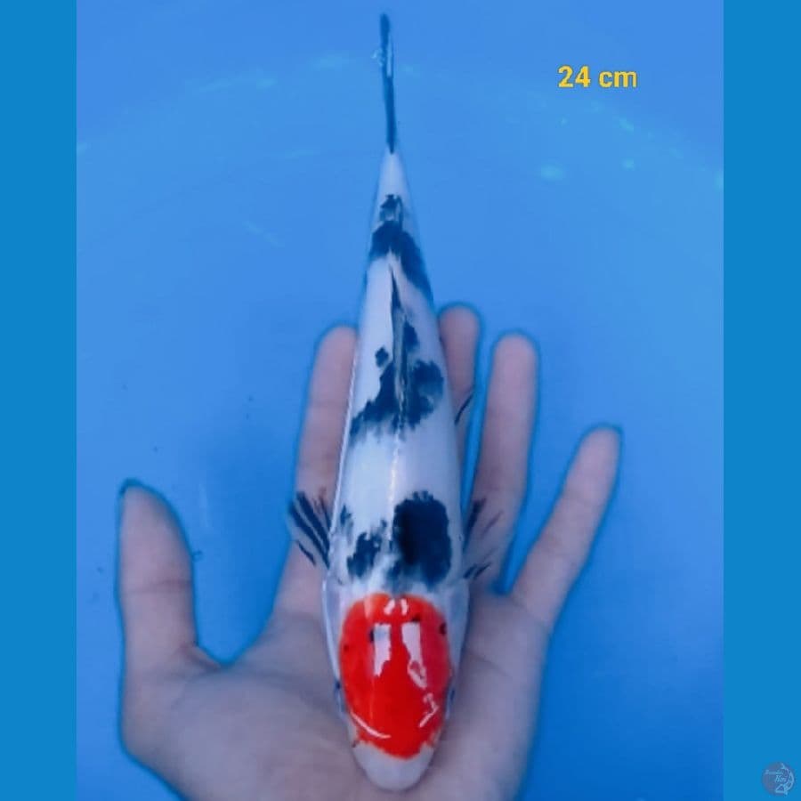 Tancho sanke 24 cm