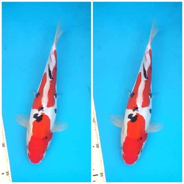 Sanke doitsu murni dalmation