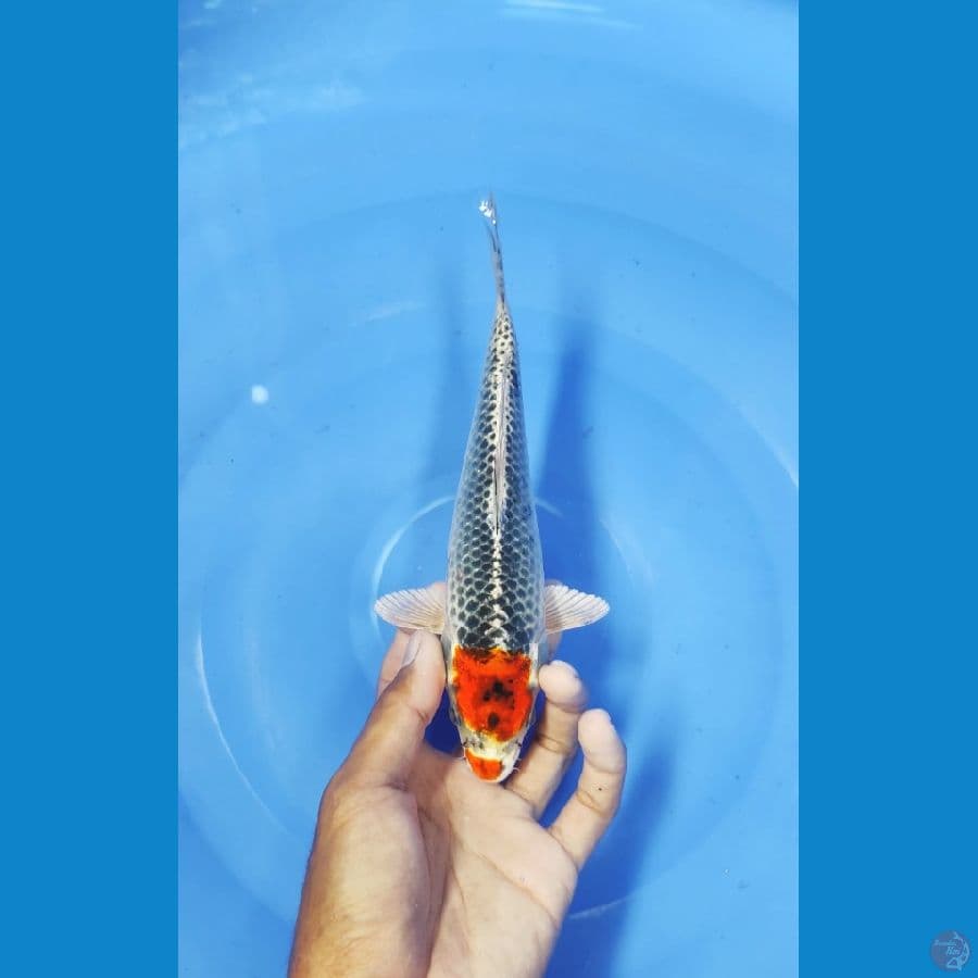 23 CM ~ TANCO KUJAKU