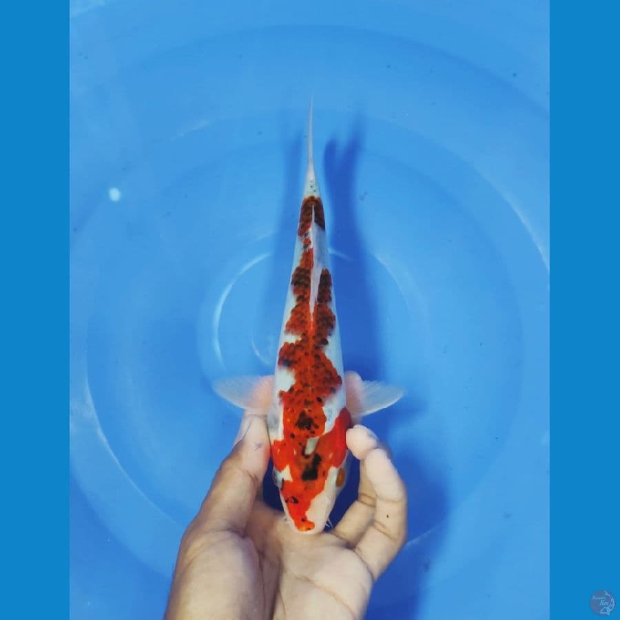 23 CM ~ INAZUMA GOROMO