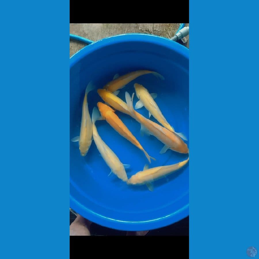paket karashi