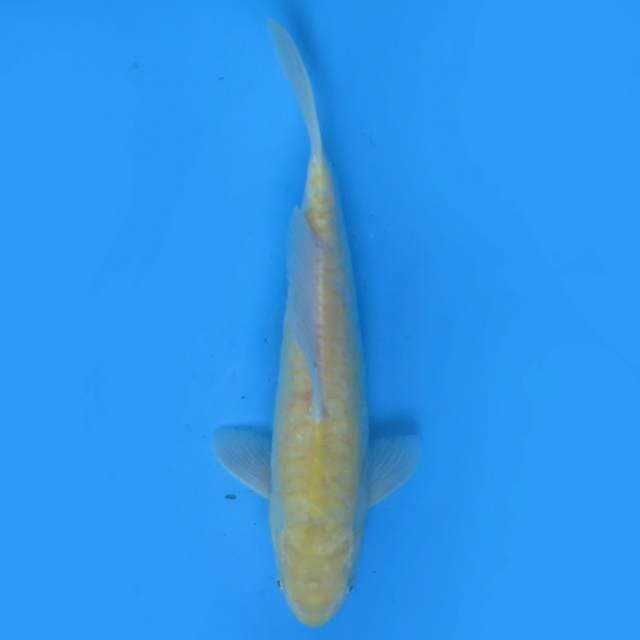Karasi 28 cm