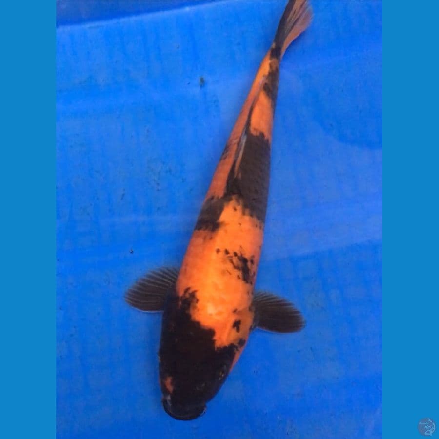 HI UTSURI 28cm