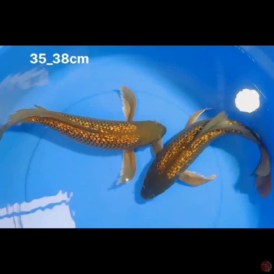 kumpay cagoi gindrin 35_38cm