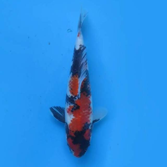 Showa 25 cm