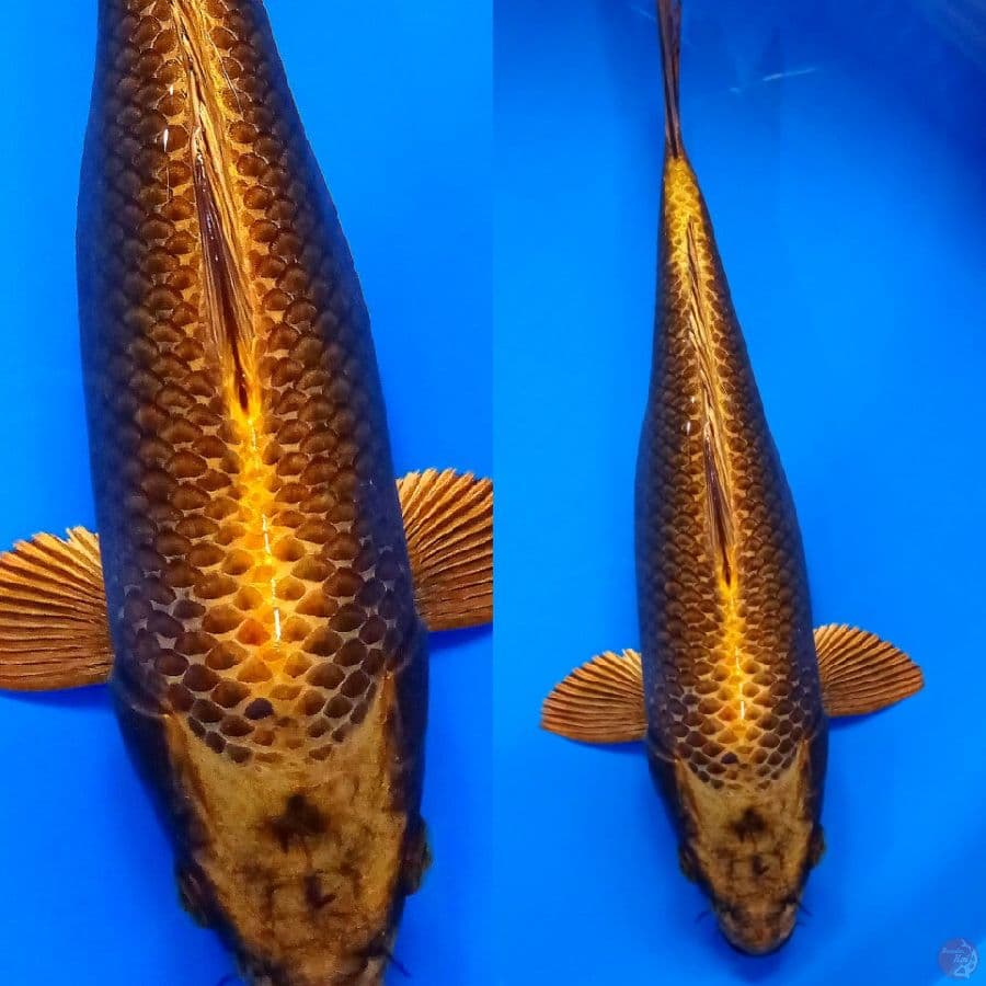 MASTER KOI ~ GOOD FUKURIN HIKARIMONO 34 FEMALE