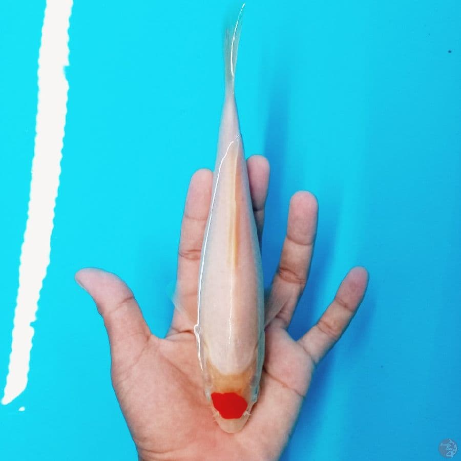 *TANCHO// 23 CM*