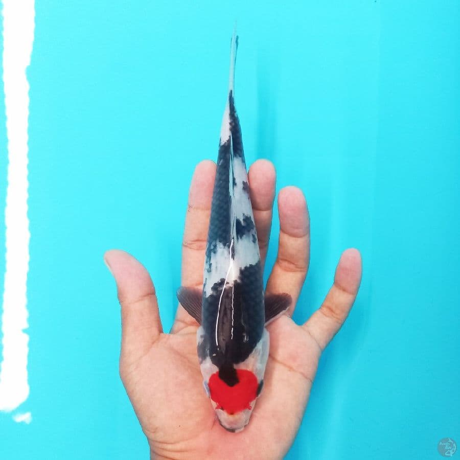 *TANCHO SHOWA// 26 CM*