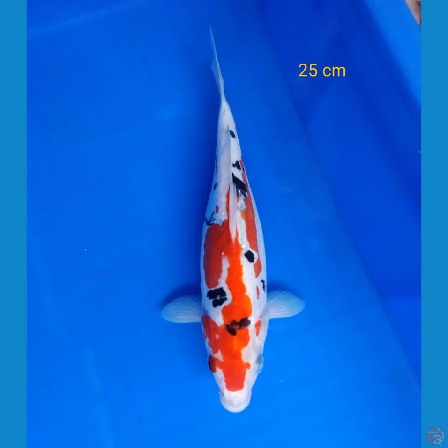 Sanke Doit 25 cm