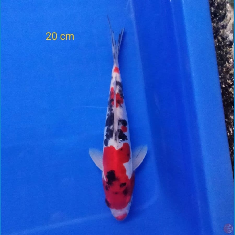 kuchibeni sanke doit 20 cm