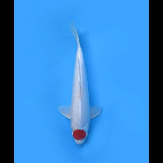 34cm - Male - Hinomaru - Tancho Metalik Spesial