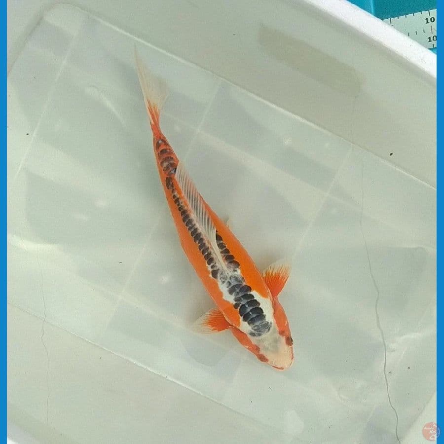 shusui 41cm