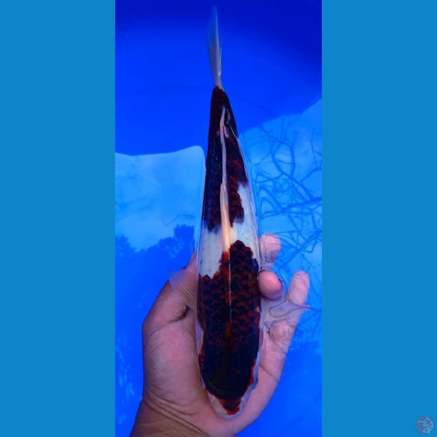Goromo Original