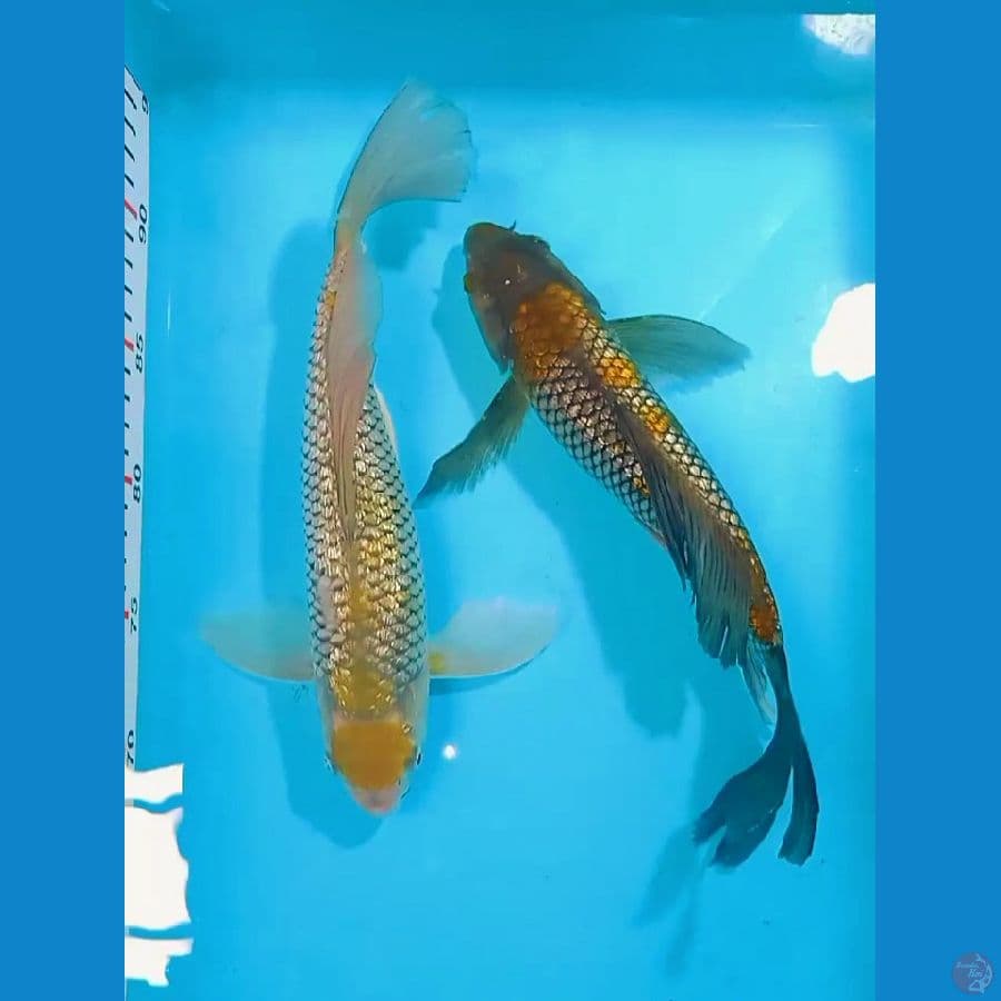 kumpay maruten ochiba gindrin & ochiba gindrin all 30cm