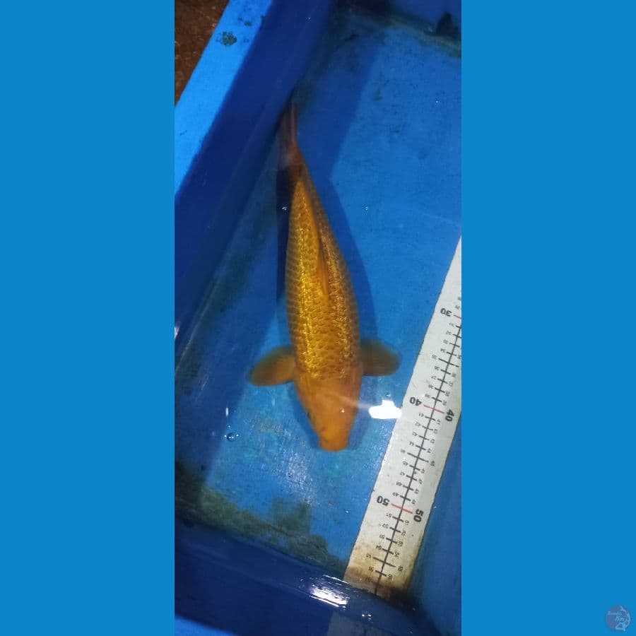karamel 36cm