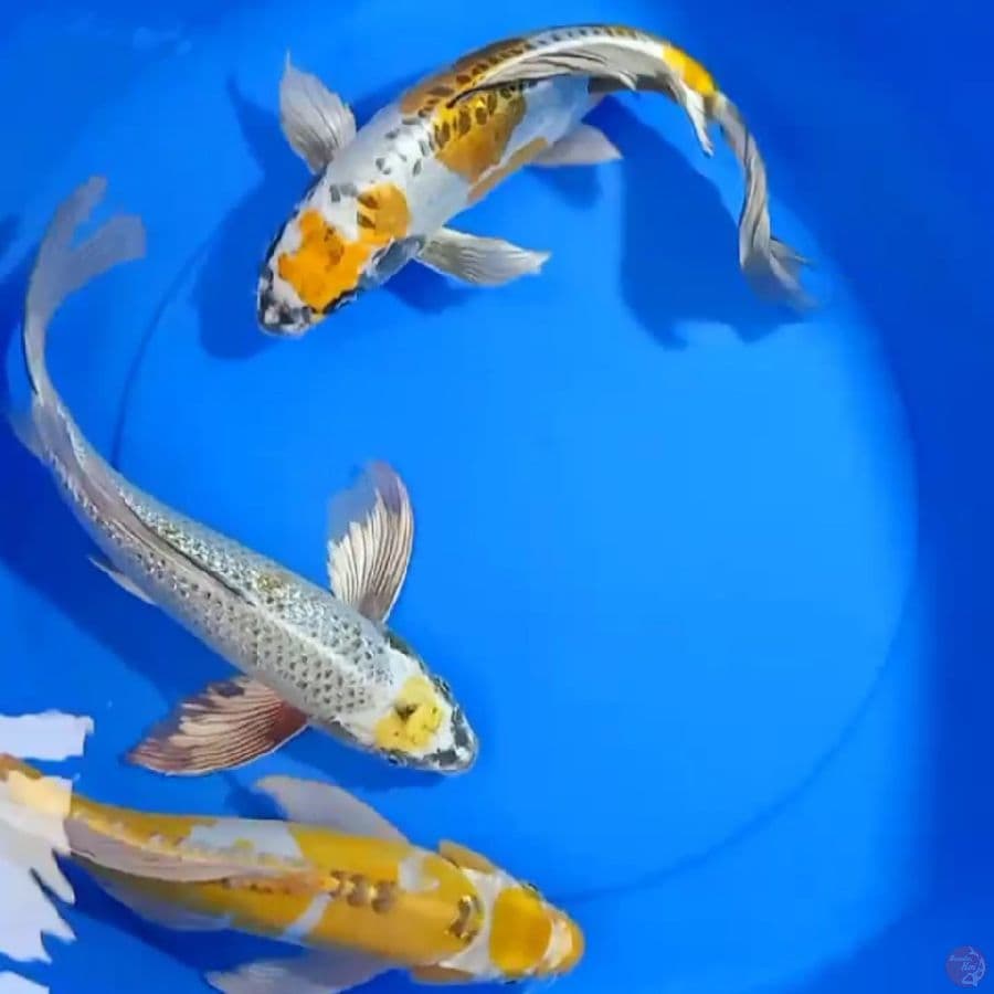 kumpay tancho yellow kiko mix 33_36cm