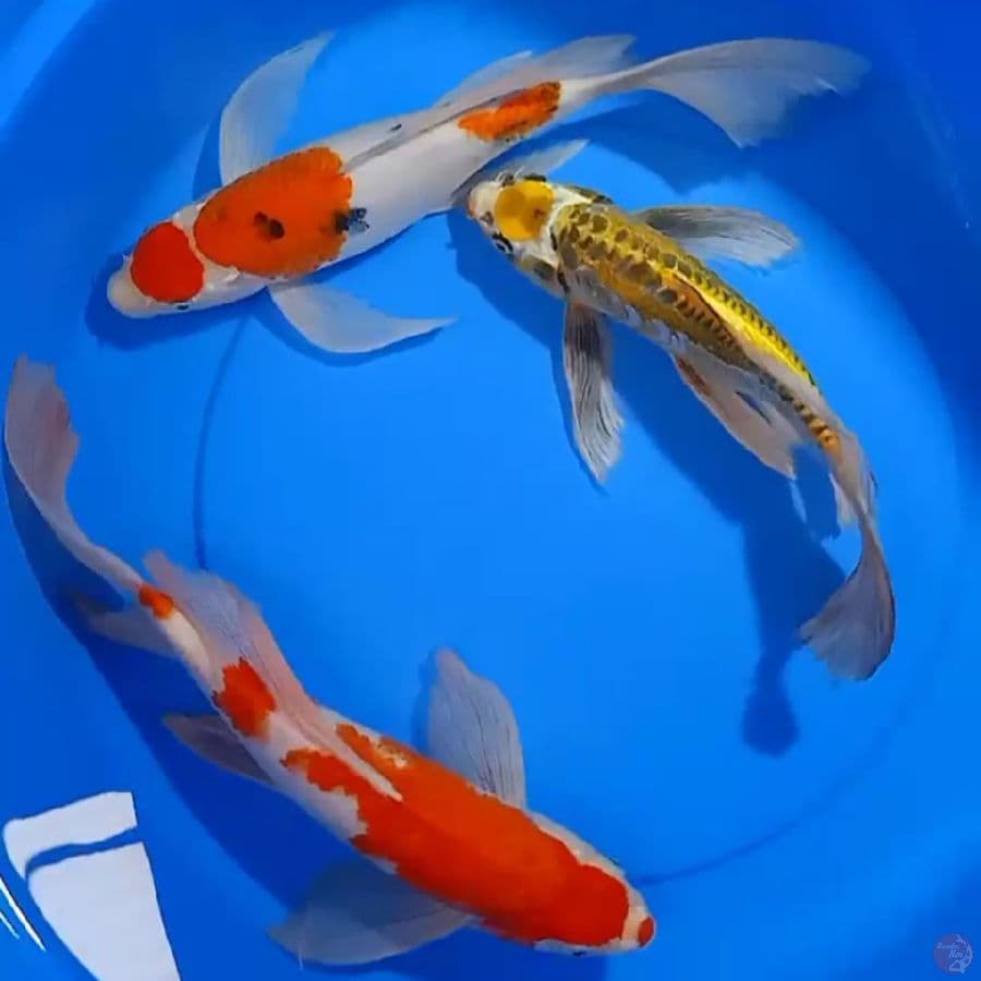 kumpay maruten sanke _kohaku& yelow kiko 32_39cm