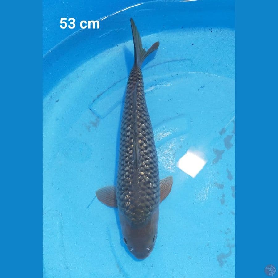 Jumbo Black Diamond