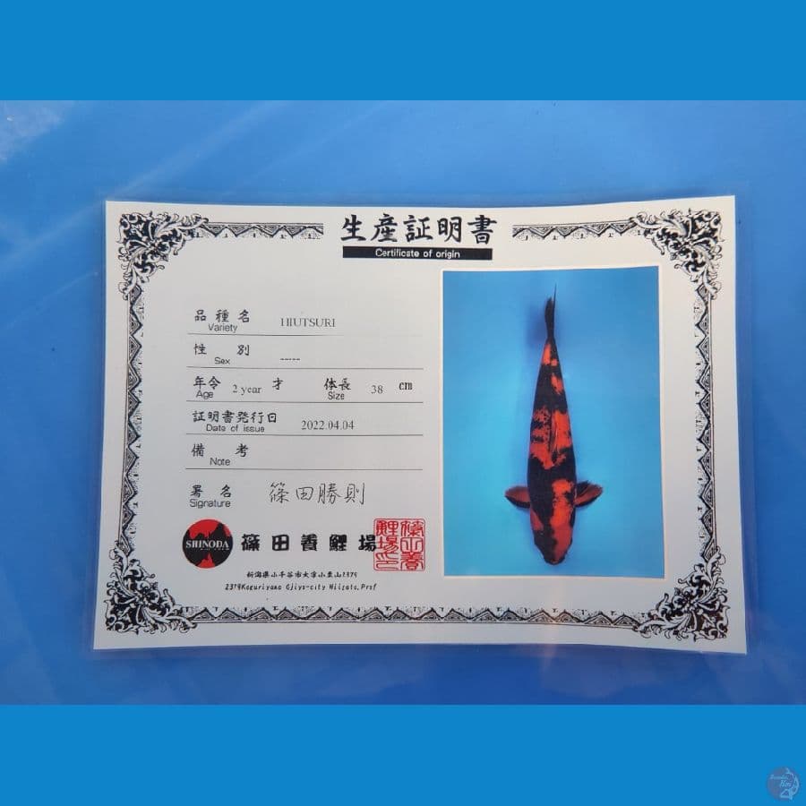 hiu shinoda 48cm jantan