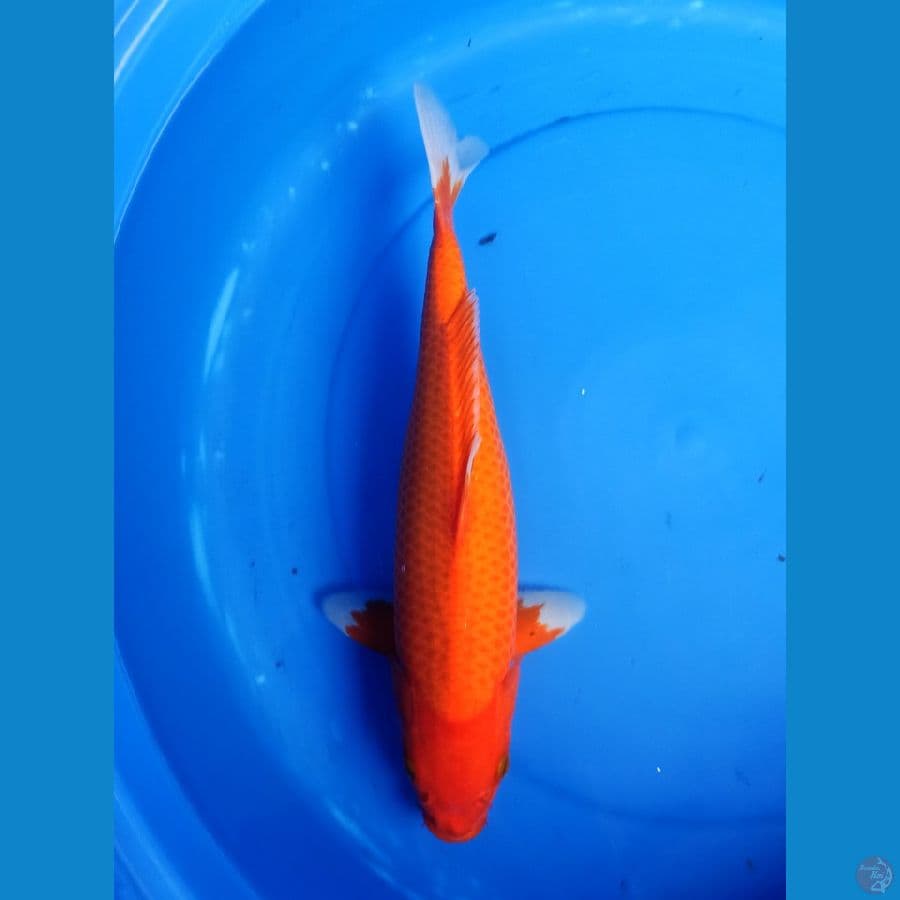 redcorn karashie 35up fukurin bagus