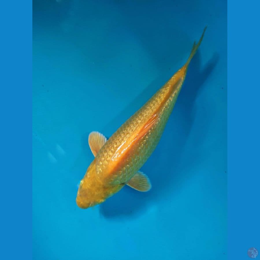 SQ karashi ginrin 25cm body punuk istimewa