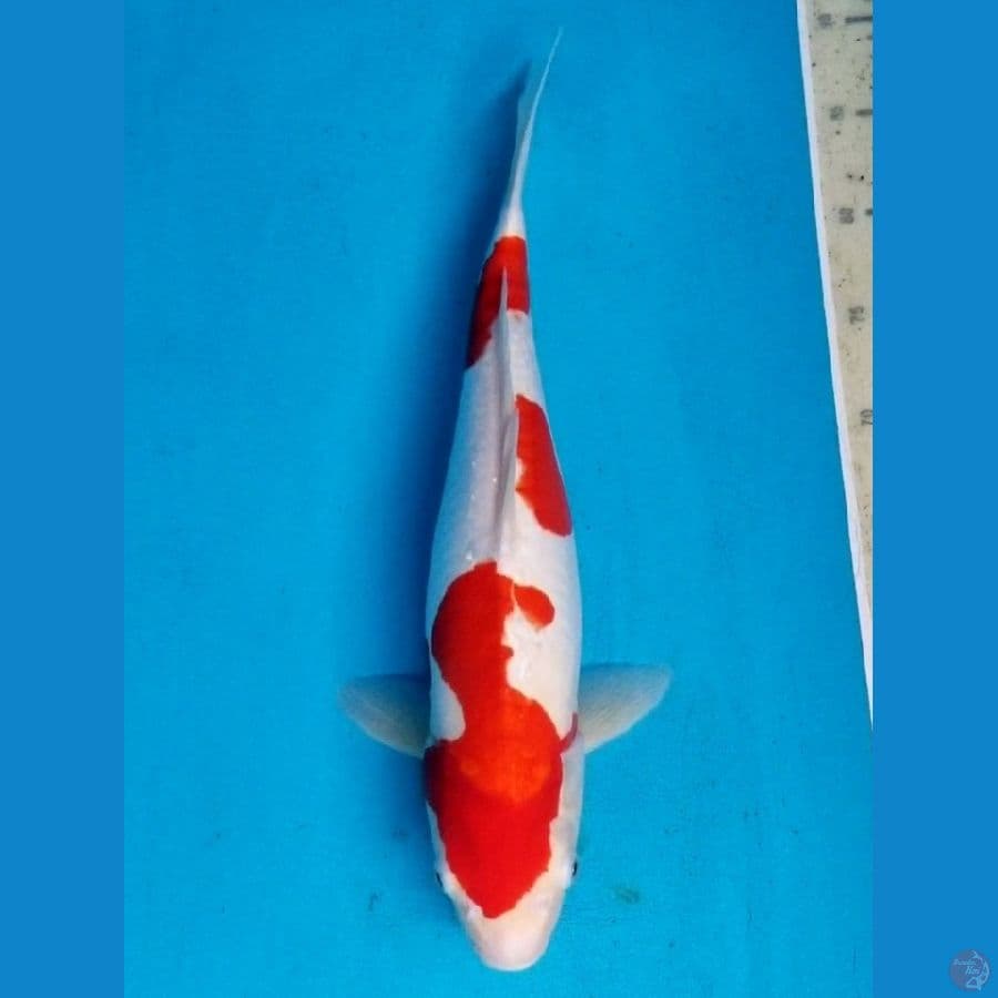 DOITSU KOHAKU 43 CM