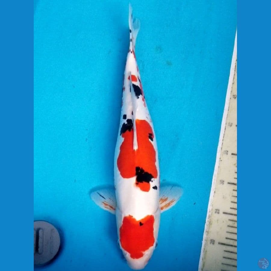 DOITSU SANKE 45 CM
