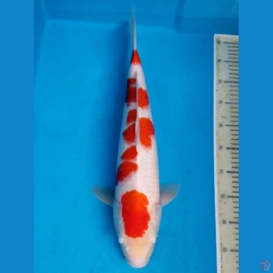 KOHAKU 52 CM FEMALE