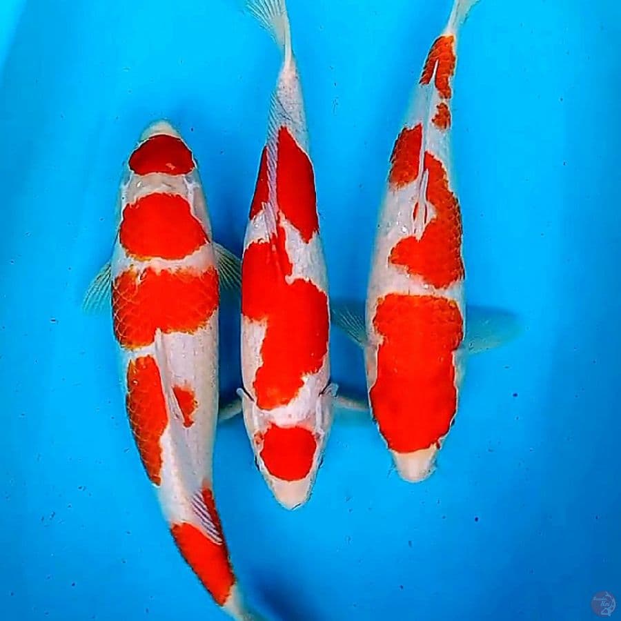 Red strong kohaku 41-45 bu/43 cm