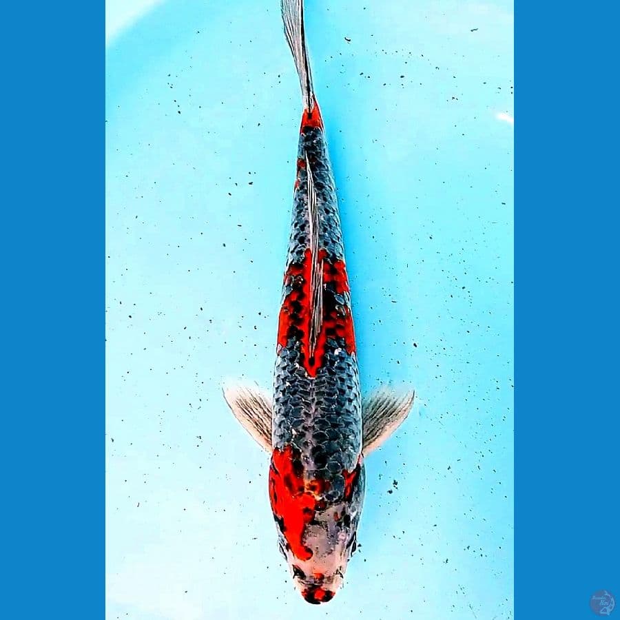 Kogane ochiba male 35 cm