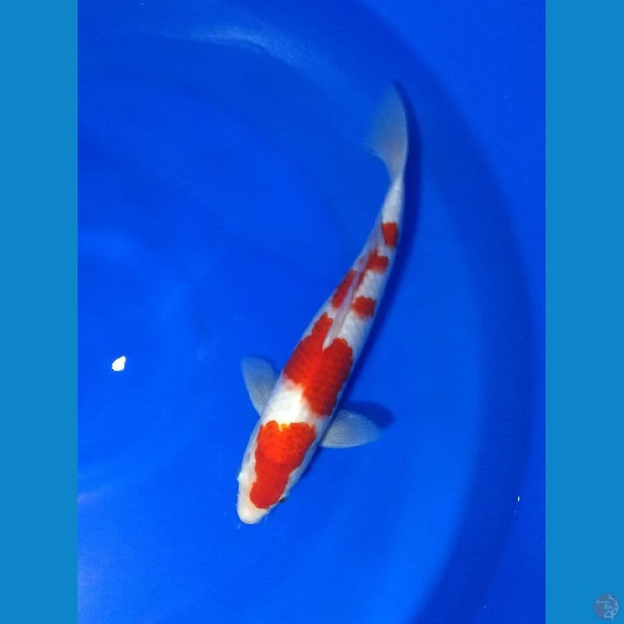 super kohaku